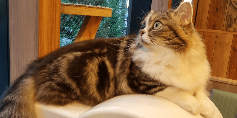 上を見上げる猫